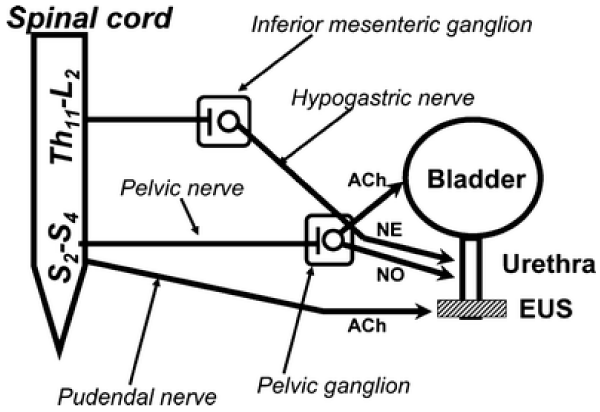 apcr-aid1010-g011